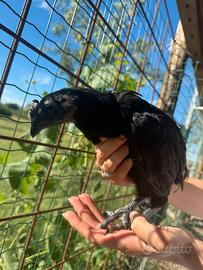 Cemani