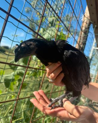 Cemani