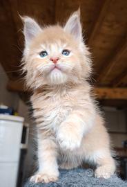 Maine coon