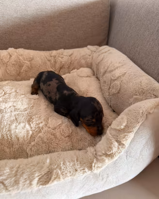 Cuccioli bassotti