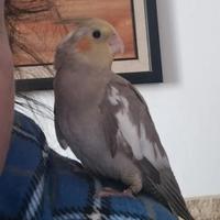 Pappagallo addomesticato Calopsite maschio