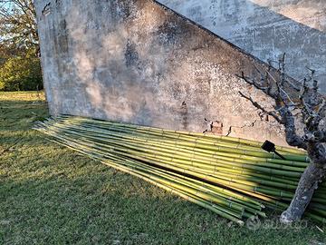 canne di bambu