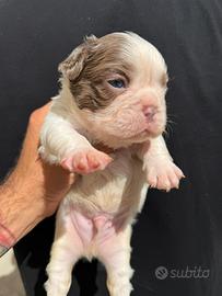 Bulldog Francesi