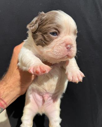 Bulldog Francesi
