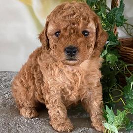 Cuccioli barboncini toy maschi femmine