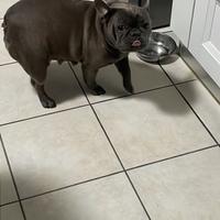 Femmina bulldog francese