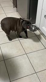 Femmina bulldog francese