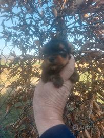 Yorkshire Terrier TOY Pedigree Enci