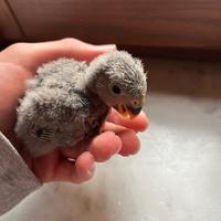 Pullo di inseparabile