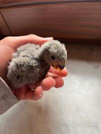 Pullo di inseparabile