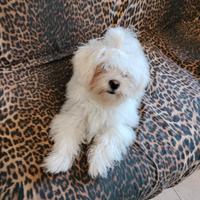 Cucciola maltese