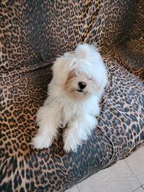 Cucciola maltese