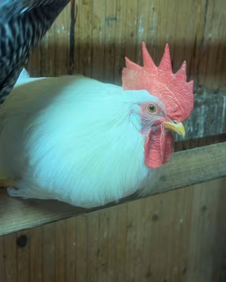 Livornesi galli