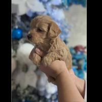 Maltipoo mini Toy