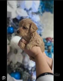 Maltipoo mini Toy