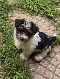 Piccoli --Yorkshire Biewer Tricolore -