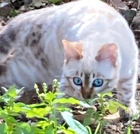 Gatti Bengala Disponibili