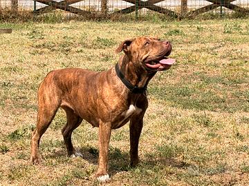 Disponibili cuccioli Pitbull Red nose tra 4 mesi