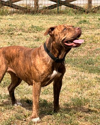 Disponibili cuccioli Pitbull Red nose tra 4 mesi