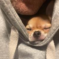 Chihuahua femmina enci