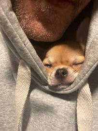 Chihuahua femmina enci