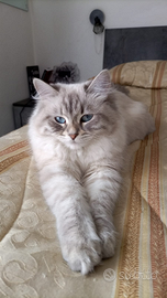 Siberiani Neva masquerade