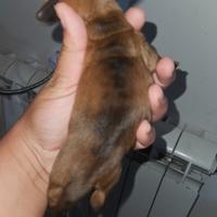 Bassotto kaninchen maschio