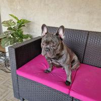 Bulldog francese per monta
