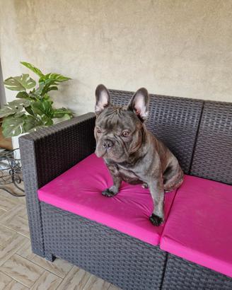 Bulldog francese per monta