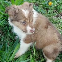 Cane border collie cucciolo