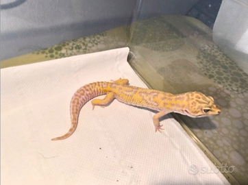 Geco Leopardino