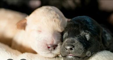 Cuccioli di maltipoo