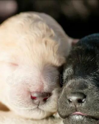 Cuccioli di maltipoo