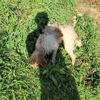 Bracco/lagotto