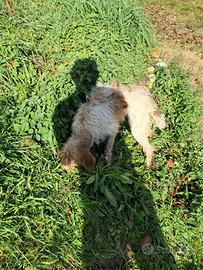 Bracco/lagotto