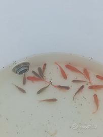 Pesci rossi incrociati con carpe koi