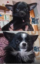 Chihuahua nate a Giugno con documenti completi