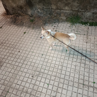 Disponibile Chihuahua per monta