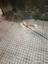 Disponibile Chihuahua per monta