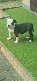 American bully tricolore