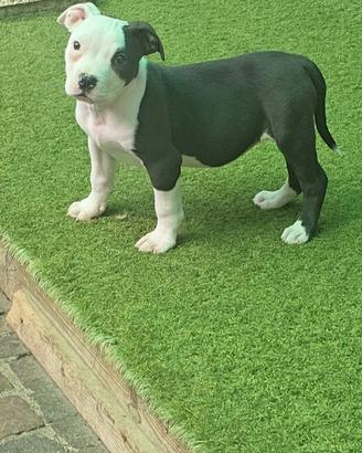 American bully tricolore