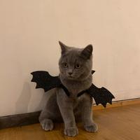 British shorthair MASCHIO PER ACCOPPIAMENTO