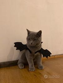 British shorthair MASCHIO PER ACCOPPIAMENTO