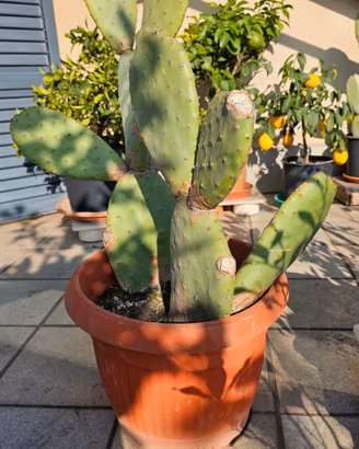  Pianta di fico d'india 