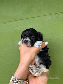 Cucciolo maltipoo maschio