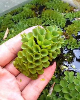 Salvinia Cucullata