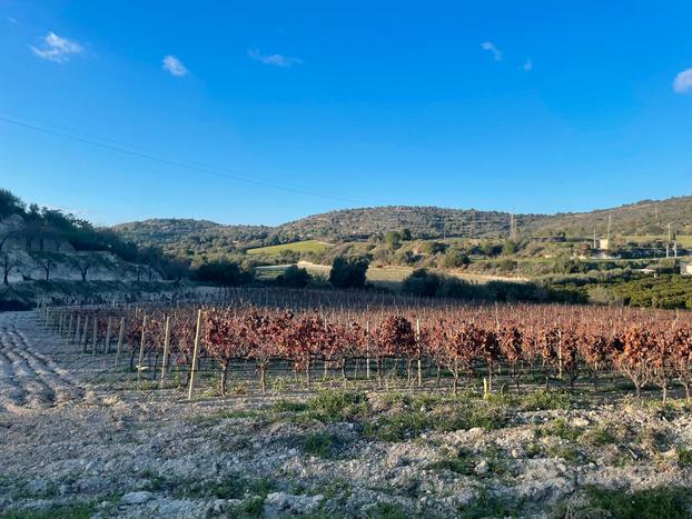 Terreno 4.5 ettari con vigneto e fabbricato a Noto