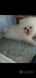 Spitz pomerania