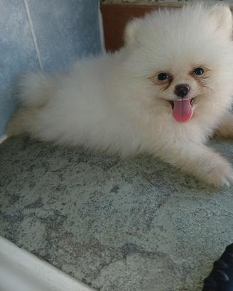 Spitz pomerania