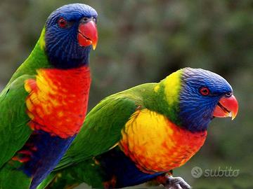 Coppia lori arcobaleno